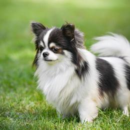 GCH CH Block - Chihuahua