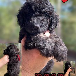 Red collar Girl - Black female Goldendoodle puppy in Ringgold, Georgia from Sweet B’s Goldendoodles