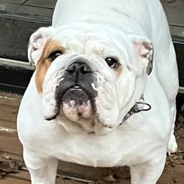 Molly - Bulldog