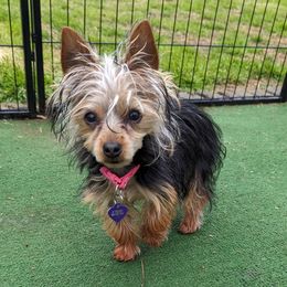 Calilu - Yorkshire Terrier