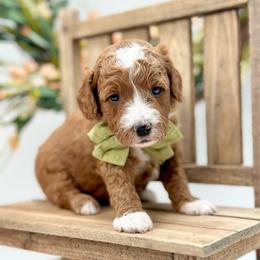 Fern - Red  male Goldendoodle puppy in Queen Creek, Arizona from Goldendoodle AZ