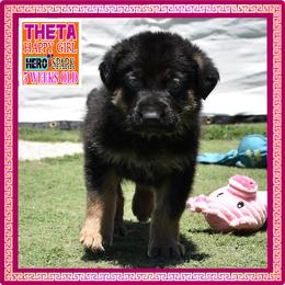 THETA - Black and tan female German Shepherd puppy in Murrieta, California from Diamond Oaks German Shepherds