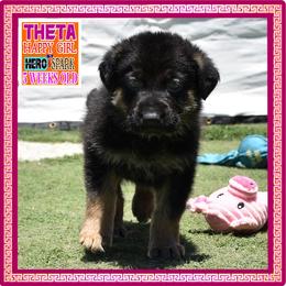 THETA - Black and tan female German Shepherd puppy in Murrieta, California from Diamond Oaks German Shepherds