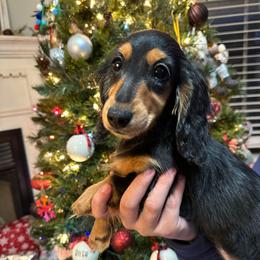 Mary - Black and tan female Dachshund puppy in Mascot, Tennessee from Magnolia Pearl Dachshunds