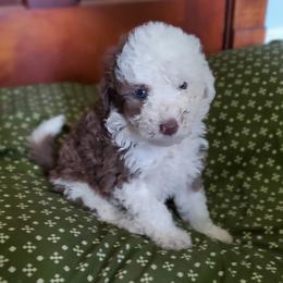 Pomeranian and Sheepadoodle Puppies from Fluffy Wonders Poms and Doodles