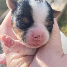 Biewer Terrier Puppies from Petit Bijou