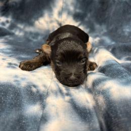 Nora - Black female Yorkipoo puppy in Bartlesville, Oklahoma from Winchester's Magic Yorkipoos & Poodles