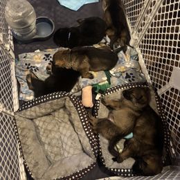 German Shepherd puppies from Moore German Shepherds
