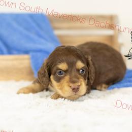 Choc and cream boy 2 - Chocolate and cream male Dachshund puppy in Seminary, Mississippi from Down South Mavericks Dachshunds
