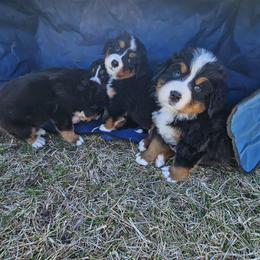 Bernese Mountain Dog puppies from Loschen Farms Inc.