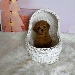 Kuma(tiny AKC) - Red  male Poodle puppy in Moreno Valley, California from Yanni's Poodle