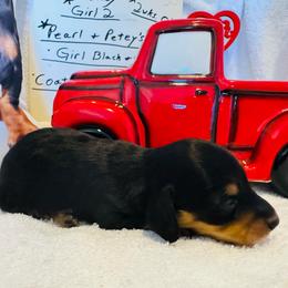 Girl 2 - Black and cream female Dachshund puppy in Stilwell, Oklahoma from Starr Springs Doxies