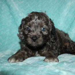 Tucker - Merle male Cockapoo puppy in Dornsife, Pennsylvania from Schaible Family Puppies