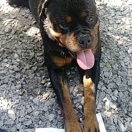 Rottweilers from Krista Basnight's Rottweilers