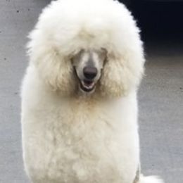 Poodles from Cascade Standard Poodles