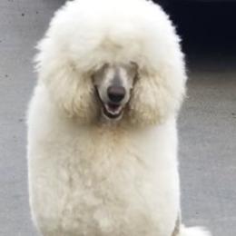 Poodles from Cascade Standard Poodles
