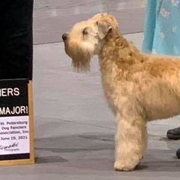 Soft Coated Wheaten Terriers from Timberlane