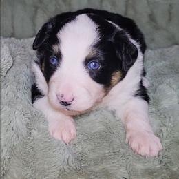 Tinker Bell - Black tri female Miniature Australian Shepherd puppy in Sunbury, Pennsylvania from Elemental Mini Aussies