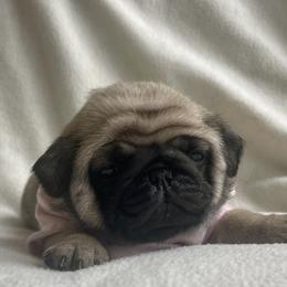 Bulldog and Pug Puppies from Love that bulldog lewter family