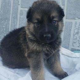 Girl white - Black and red female German Shepherd puppy in Mccool Junction, Nebraska from Sininger Lagoon