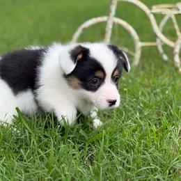 Mismark Girl - Black and white female American Corgi puppy in Nashville, Arkansas from Whisenhunt Farms