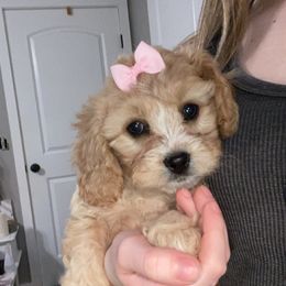 Cavalier King Charles Spaniel and Cavapoo Puppies from K’s Cavys