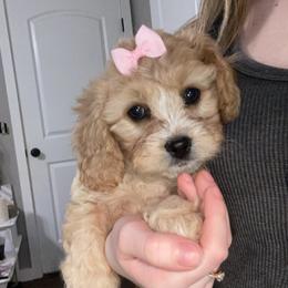 Cavalier King Charles Spaniel and Cavapoo Puppies from K’s Cavys