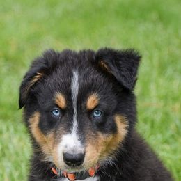 Australian Shepherd All Grown Up from Barn House Aussies