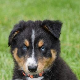 Australian Shepherd All Grown Up from Barn House Aussies