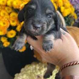 Black and cream boy - Black and cream male Dachshund puppy in Payette, Idaho from NT Mini Doxies