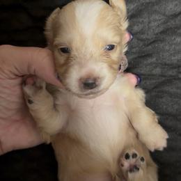 BOY1 DO NOT SUBMIT APPLICATION UNLESS SERIOUS - Cream male Dachshund puppy in Wisconsin from Sabe and Shabe’s Doxies