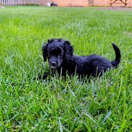 Poppy - Black and white female Cockapoo puppy in Dayton, Ohio from L&L Cockapoos
