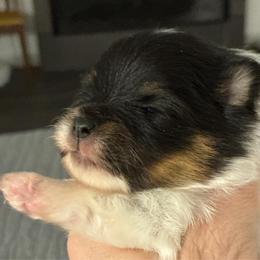 Delta Dawn - Black and tan parti female Pomeranian puppy in Palatka, Florida from Sugarland Pomeranians