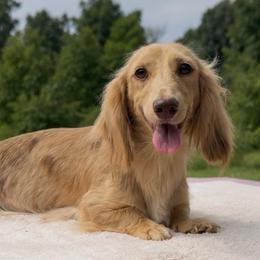 Merci - Dachshund