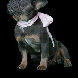 Jana - French Bulldog