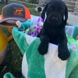 German Shorthaired Pointers from Silver Creek Short Hairs