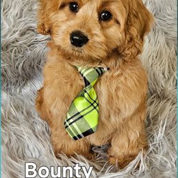 Bounty - Apricot male Goldendoodle puppy in Syracuse, Utah from Just Doodling Dogs