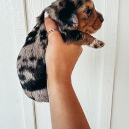 Dachshund Puppies from Beaver Creek Dachshunds
