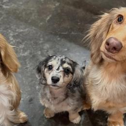 Dachshunds from Southern Grace Doxies