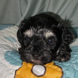 Boy-Gray Collar - Salt and pepper male Miniature Schnauzer puppy in Stevenson, Alabama from Rivers Edge Schnauzers by Joyce Clark