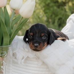 Dachshund Puppies from McQueen farms