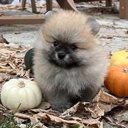 Abi's orange sable or cream sable male - Orange sable male Pomeranian puppy in Pocatello, Idaho from Avalon Pomeranians