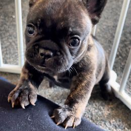 French Bulldog Puppies from Divine French Bulldogs
