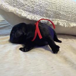 Smokey - Black male Labrador Retriever puppy in Canton, Georgia from Dukes Retirevers