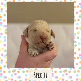 Sprout - White male Poodle puppy in Surprise, Arizona from Oh Doodles Doodlery