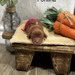 Fontina - Ruby female Cavalier King Charles Spaniel puppy in El Campo, Texas from Longhorn Cavaliers