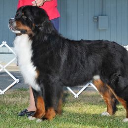 Bernese Mountain Dog All Grown Up from Lavender Hill Bernese