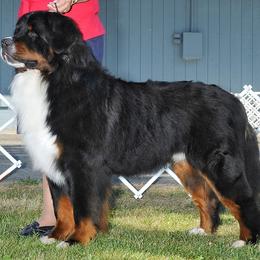 Bernese Mountain Dog All Grown Up from Lavender Hill Bernese