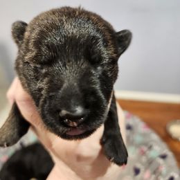 Boy 3 - Black brindle male Scottish Terrier puppy in Seligman, Arizona from Magnum Scottish Terriers