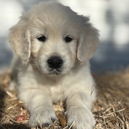 Miss Pink - Light golden female Golden Retriever puppy in Myakka City, Florida from MC Goldens